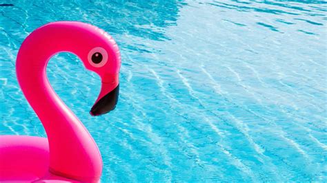 flamingo swinger|Pink Flamingo Meaning on Cruises: What You Must Know!.